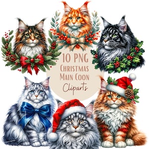Imagens de gato coon principal de Natal, imagens PNG de gato de Natal para seus projetos criativos ou profissionais, uso comercial incluído