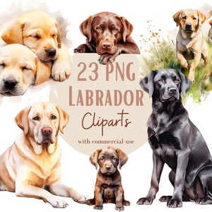 Labrador hondenafbeeldingen, PNG-afbeeldingen van labradors voor uw creatieve of professionele projecten, inclusief commercieel gebruik