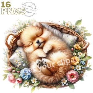 Images de chiots mignons dans des paniers de fleurs, images PNG de chiots mignons pour vos projets créatifs, usage commercial inclus