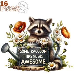 Images de raton laveur, Images PNG de raton laveur mignon pour vos projets créatifs ou professionnels, usage commercial inclus