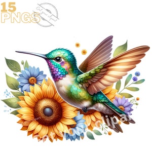 Ensemble d'illustrations de Colibri, Clipart d'oiseaux façon aquarelle pour tous vos projets créatifs et professionnels