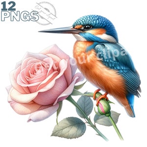 Ensemble d'illustrations de Martin-pêcheur, Clipart d'oiseaux façon aquarelle pour tous vos projets créatifs et professionnels