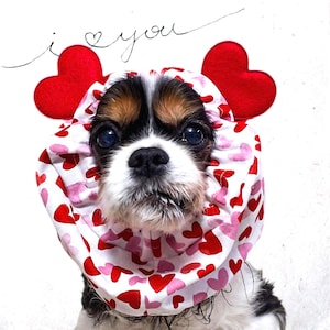 Puede incluir: Un Cavalier King Charles Spaniel con un gorro temático de San Valentín. El gorro es blanco con corazones rojos y rosas. Dos corazones de fieltro rojo están unidos a la parte superior. Las palabras "i ❤️ you" están escritas encima del perro.