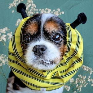 Peut inclure: Un chien Cavalier King Charles Spaniel portant un costume d'abeille à rayures jaunes et noires. Le costume comprend une capuche et deux antennes noires. Le chien a un pelage tricolore et regarde l'appareil photo.