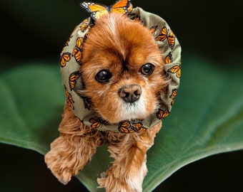 Monarch / Adjustable Spaniel Snood / Long Eared Dogs / Cavalier King Charles Spaniel