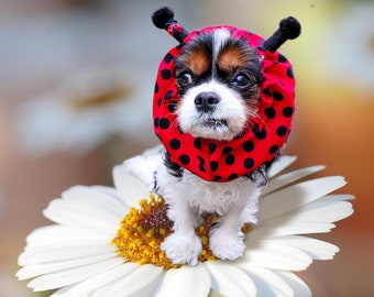 Gorro ajustable para mariquita/spaniel/perros de orejas largas/Cavalier King Charles Spaniel