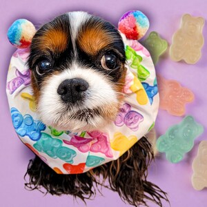 Puede incluir: Un perro Cavalier King Charles Spaniel con un collar con temática de ositos de goma de colores y orejeras de arcoíris. Varios caramelos de ositos de goma están esparcidos sobre un fondo morado.