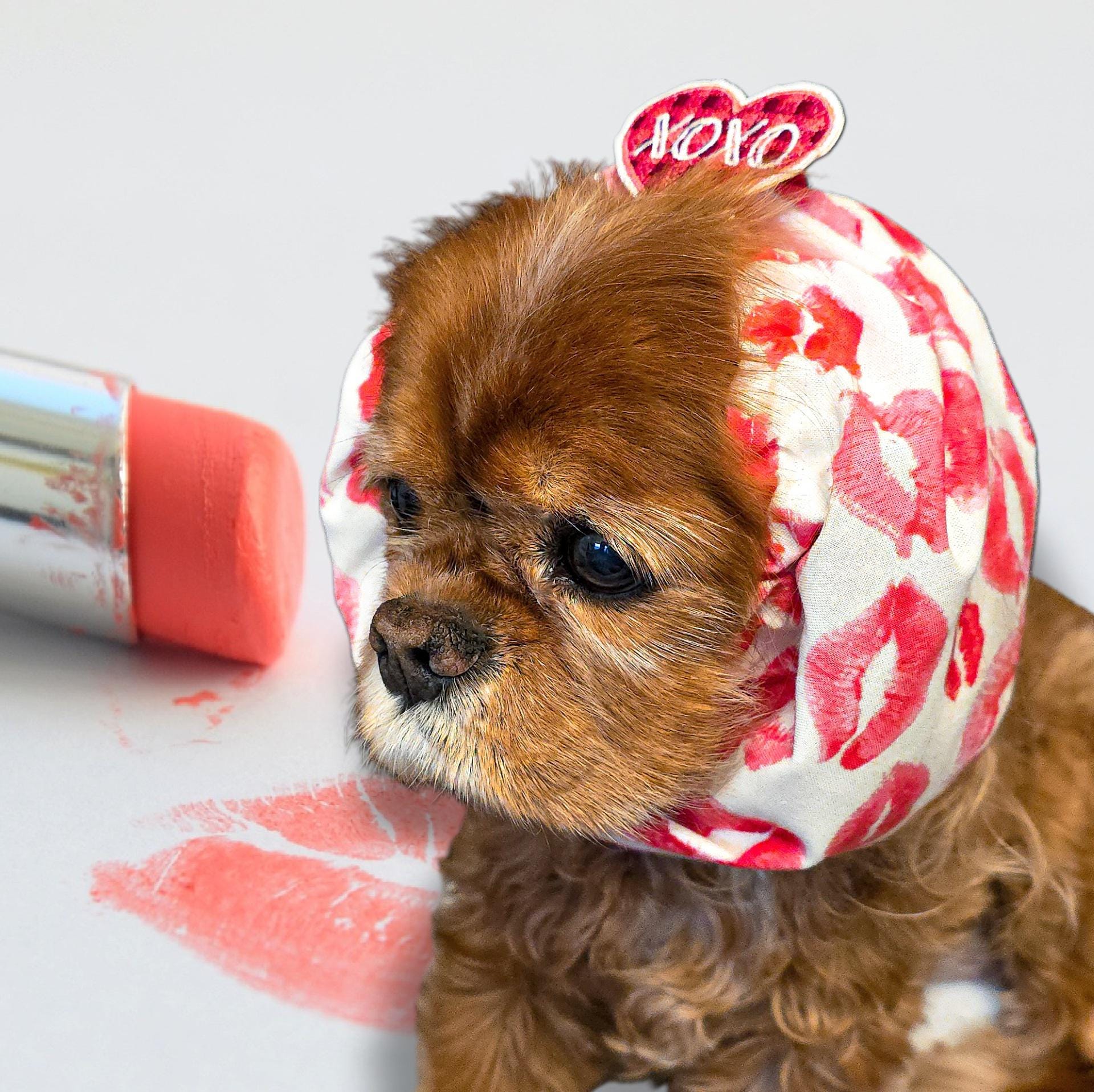 Buy Dog Ear Cover Online In India - Etsy India