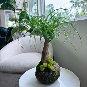 Curly Ponytail Palm - Etsy