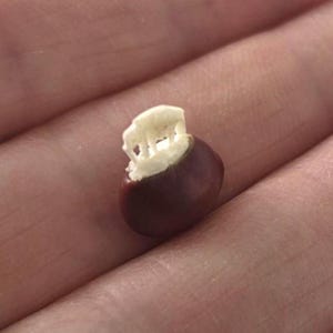 May include: A small, smooth, dark brown seed with a tiny, off-white, carved elephant figure attached to its top surface. The seed is rounded and polished in appearance, while the carved elephant shows intricate detail on its back and legs.