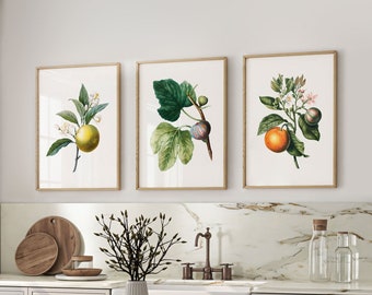 Set of 3 Vintage Botanical Wall Art, Gallery Set of 3 Prints, Antique Redoute Colorful Fruit Illustrations, Mediterranean Home Kitchen Decor
