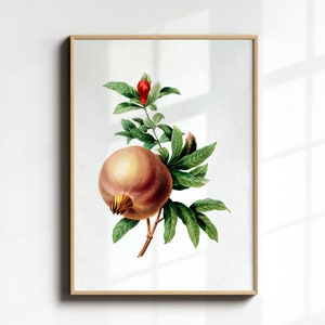 Pomegranate Poster, Kitchen Wall Art, Vintage Botanical Wall Art, Antique Fruit Print, Colorful Fruit Illustration, Cottagecore Decor