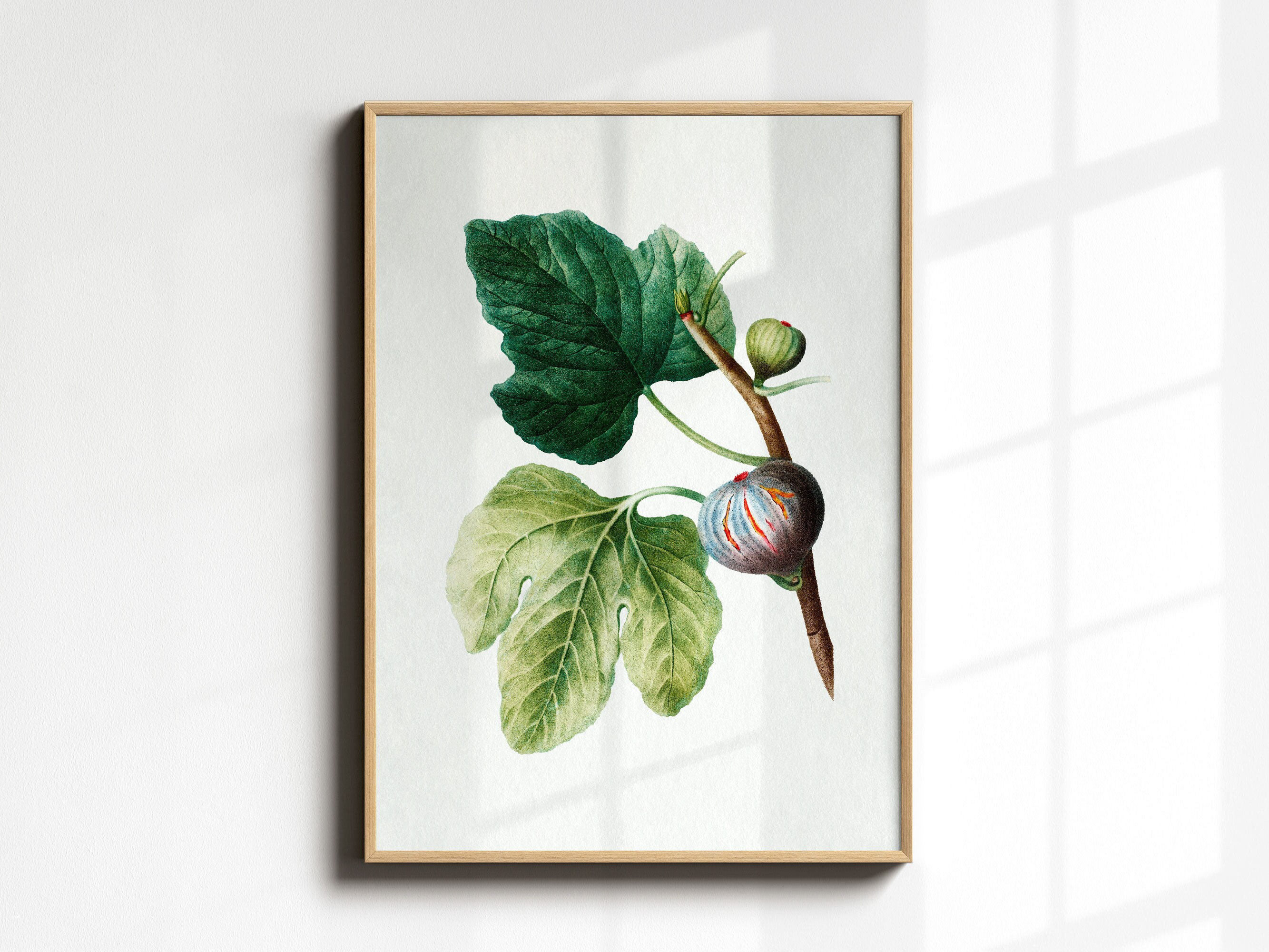 Kitchen Art Print, Vintage Fig Watercolor Painting, Fruit Poster, Antique Botanical Wall Art, Kitchen Decor, Country Farmhouse Kitchen Gift