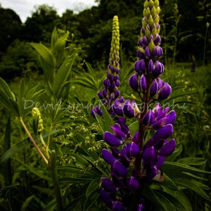 Lupine Flower Digital Color and Greyscale