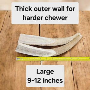 Puede incluir: Dos grandes masticables de cuerno de ciervo natural, que miden de 23 a 30 cm de largo, sobre una superficie de madera. El texto "Thick outer wall for harder chewer" es visible sobre los masticables.