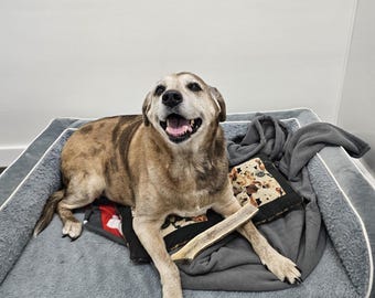 Masticable de asta para perros 2XL: Duradero, Hecho en Iowa, fs