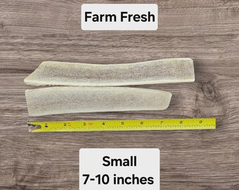 Masticable de asta de alce pequeña para perros – Golosina natural de larga duración (4,5-9 kg) / Masticable dental duradero de corte completo – Masticable para perros pequeños, golosina saludable para perros