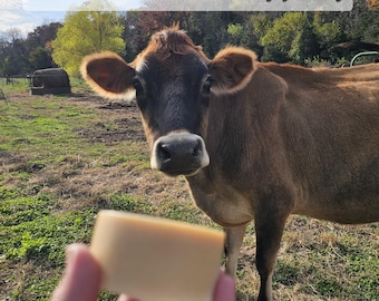 May include: A hand holds a rectangular block of light tan soap in the foreground, while a brown Jersey cow stands in a grassy field in the background. The text "Meet Mable - our family jersey" is overlaid on the upper portion of the image.