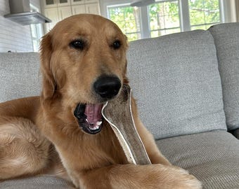 Masticable de asta de alce 4XL completamente partida – Golosina artesanal de larga duración para perros (más de 38 kg) / Masticable natural duradero completamente partido – Masticable gigante para perros