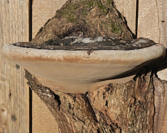 Real Preserved Mushroom Wall Décor - Wild Foraged, Handcrafted Mini Floating Shelf - Whimsigoth, Goblincore, Cottagecore, Fairycore