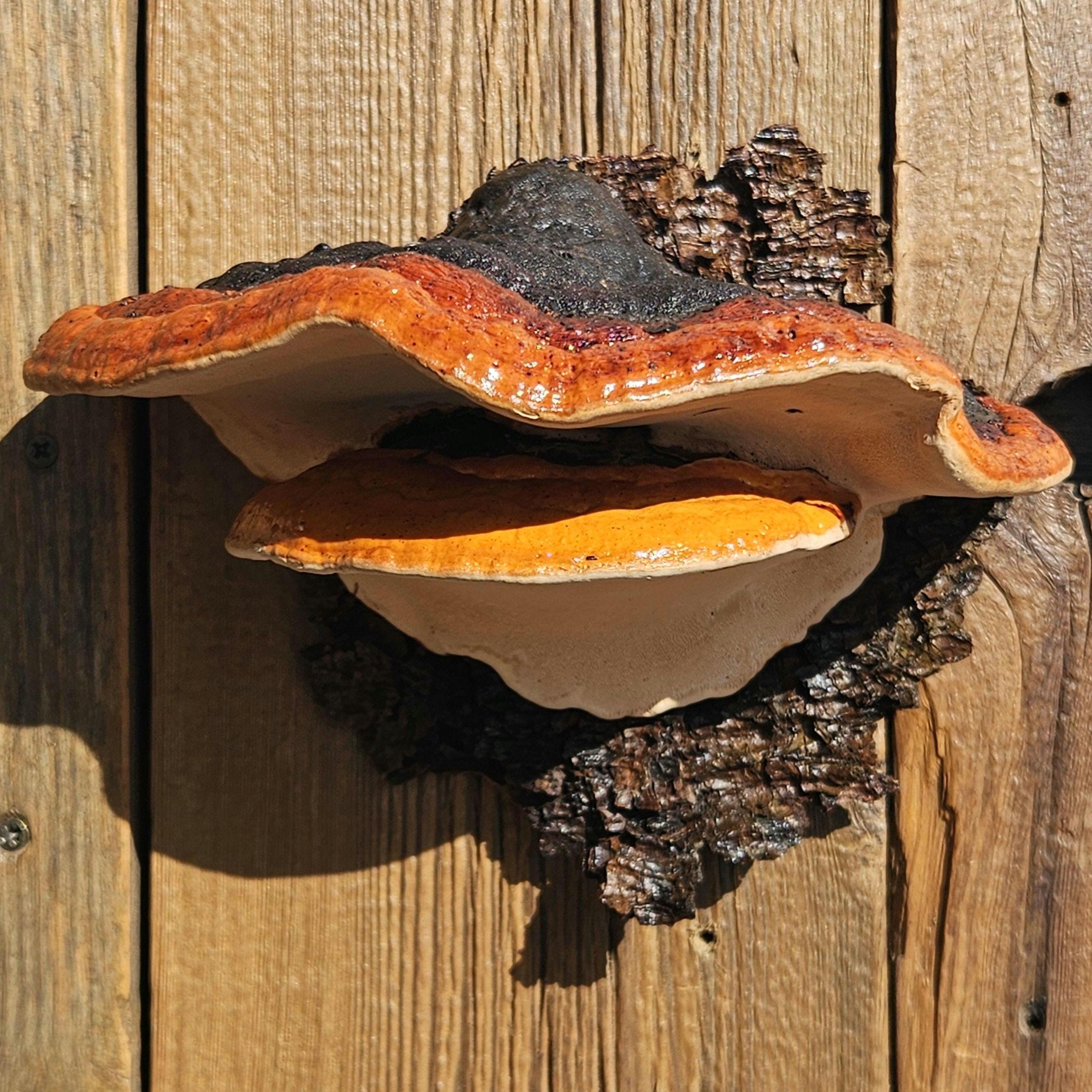 Real Preserved Mushroom Wall Décor - Wild Foraged, Handcrafted Mini Floating Shelf - Whimsigoth, Goblincore, Cottagecore, Fairycore