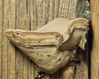 Real Preserved Mushroom Wall Décor - Wild Foraged, Handcrafted Mini Floating Shelf - Whimsigoth, Goblincore, Cottagecore, Fairycore