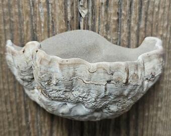 Real Preserved Mushroom Wall Décor - Wild Foraged, Handcrafted Mini Floating Shelf - Whimsigoth, Goblincore, Cottagecore, Fairycore