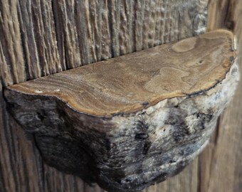 Real Preserved Mushroom Wall Décor - Wild Foraged, Handcrafted Mini Floating Shelf - Whimsigoth, Goblincore, Cottagecore, Fairycore
