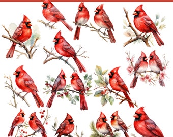 14 Memorial Red Cardinal with Bauble Clipart, Remembrance PNG, Watercolor Red Cardinal Clipart, Watercolor Illustration, Instant Download