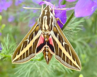10X White Lined Sphinx Moth eggs,  Moths, butterflies, butterfly, insects, lepidoptera.