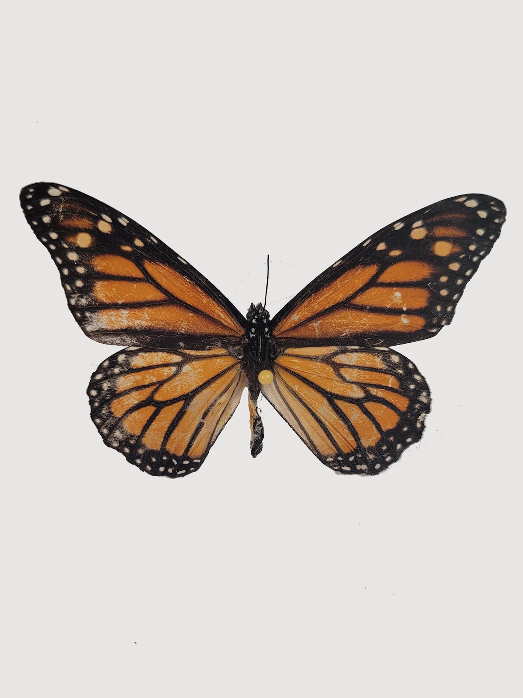 Monarch Butterfly Specimen Pinned, Monarch Butterfly, Mothic1