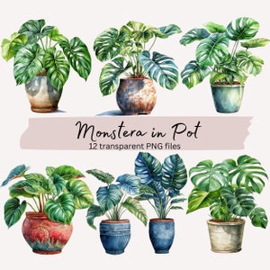 May include: Twelve watercolor illustrations of Monstera plants in pots. The plants have large, green leaves with holes and are in various colored pots.