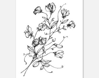 11x14 Sweetpea Flower Print, Botanical Line Art Poster (11x14")