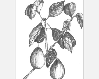 11x14 Fig Tree Branch Print, Botanical Art on Matte Paper