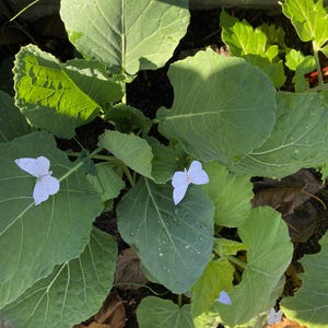 May include: A collection of large, broad green leaves from a vegetable plant, featuring several small, white, butterfly-shaped decorative ornaments resting on the surface of the foliage, with visible water droplets on some of the leaves.