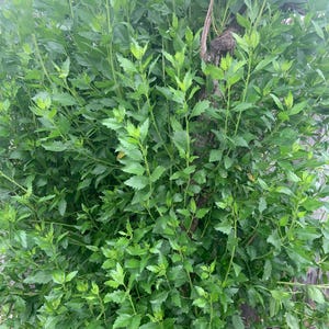 May include: A dense cluster of vibrant green foliage, showcasing numerous leaves with serrated edges. The image captures a lush, natural scene, with the leaves appearing fresh and healthy. The plant's stems are visible, adding to the overall texture.