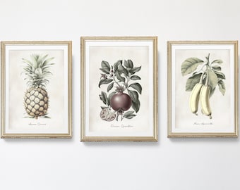 Conjunto de 3 gravuras de arte colonial | Desenhos vintage de frutas tropicais | Decoração de casa Design de interiores | Conjunto Combinado Abacaxi Romã Banana