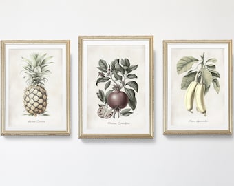 Conjunto de 3 impresiones de arte colonial / Dibujos vintage de frutas tropicales / Diseño de interiores de decoración del hogar / Conjunto a juego Piña Granada Plátano