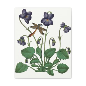 Botanical / Floral / Simply Elegant Botanical Drawings / Sweet Violet and Dragonfly / Canvas Gallery Wraps