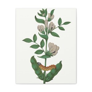 Botanische/bloemen/gewoon elegante botanische tekeningen/Fava bonen met Caterpillar/canvas Gallery wraps