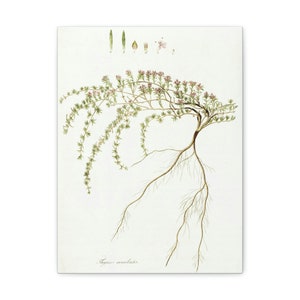 Botanical / Floral / Simply Elegant Botanical Drawings / Canvas Gallery Wraps