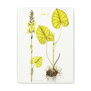 Botanical / Floral / Simply Elegant Botanical Drawings / Canvas Gallery Wraps