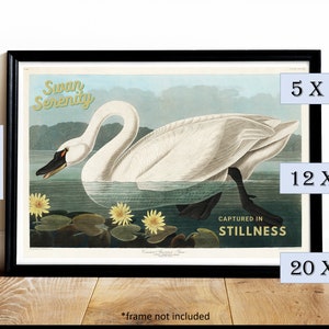 Swan Serenity: Audubon&#39;s Enchanting Swan from &#39;Birds of America&#39;
