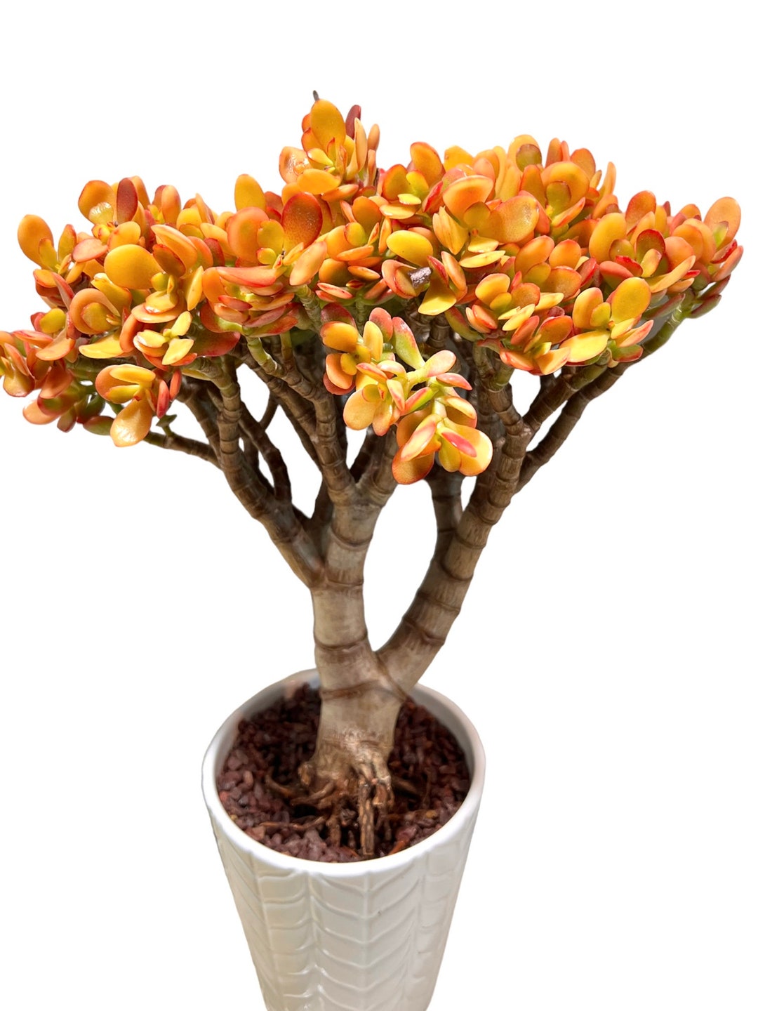 Rare Korean Golden Jade Tree Tall 1617 Tall Exact Plant Etsy