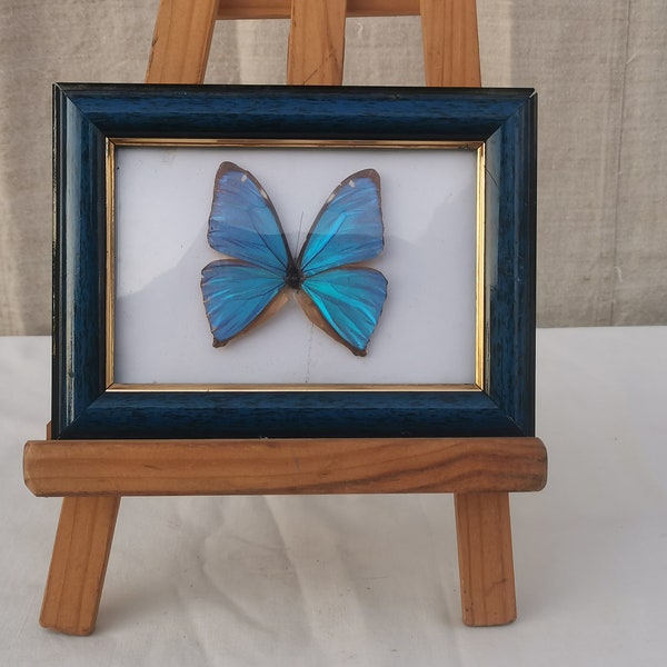 TABLEAU "PAPILLON BLEU" Encadré