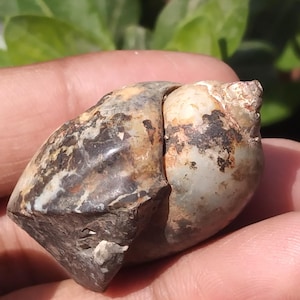 Natural Gastropoda 1 Pieces,Sea Shell,Marine Gastropod,Whelkshell,Calicite Fossil,Phosphorescence Gastropods,Sea Snails Gastropoda!
