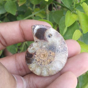 Natural Gastropoda 1 Pieces,Sea Shell,Marine Gastropod,Whelkshell,Calicite Fossil,Phosphorescence Gastropods,Sea Snails Gastropoda!