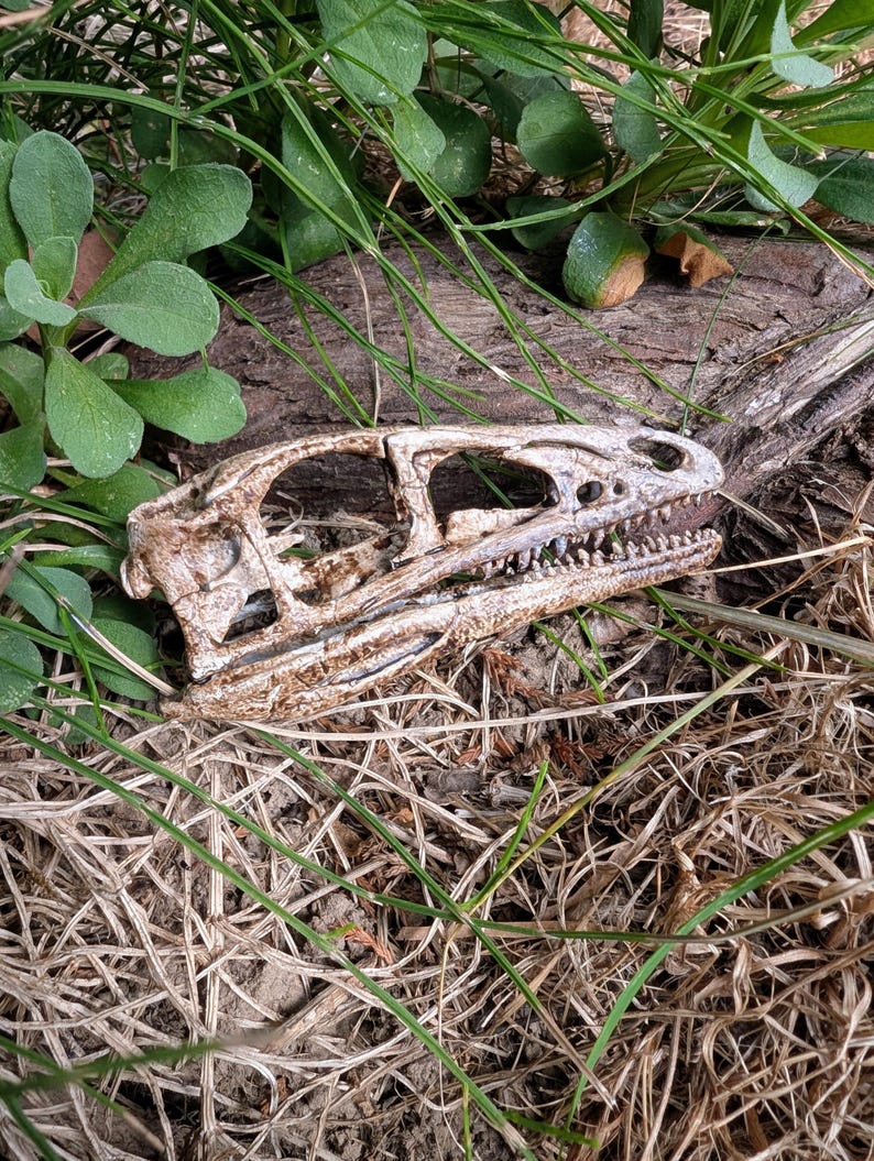 1:1 Scale Compsognathus Longipes Skull Replica - Compy - Dinosaur ...