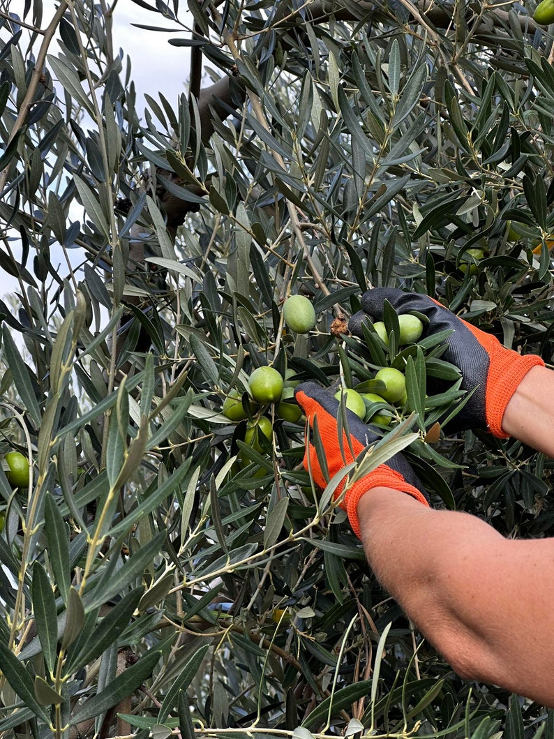 Salt Cured Halkidiki Olives Alopix 300g image 3