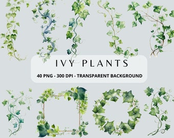 Watercolor Ivy Clip Art - Digital Climbing Ivy Vines clipart graphics, Ivy PNG, Ivy Frames, Plant Clipart Instant Download, Commercial Use